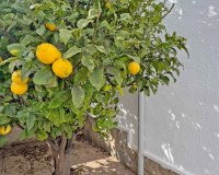 Rynek Wtórny - Willa - San Miguel de Salinas