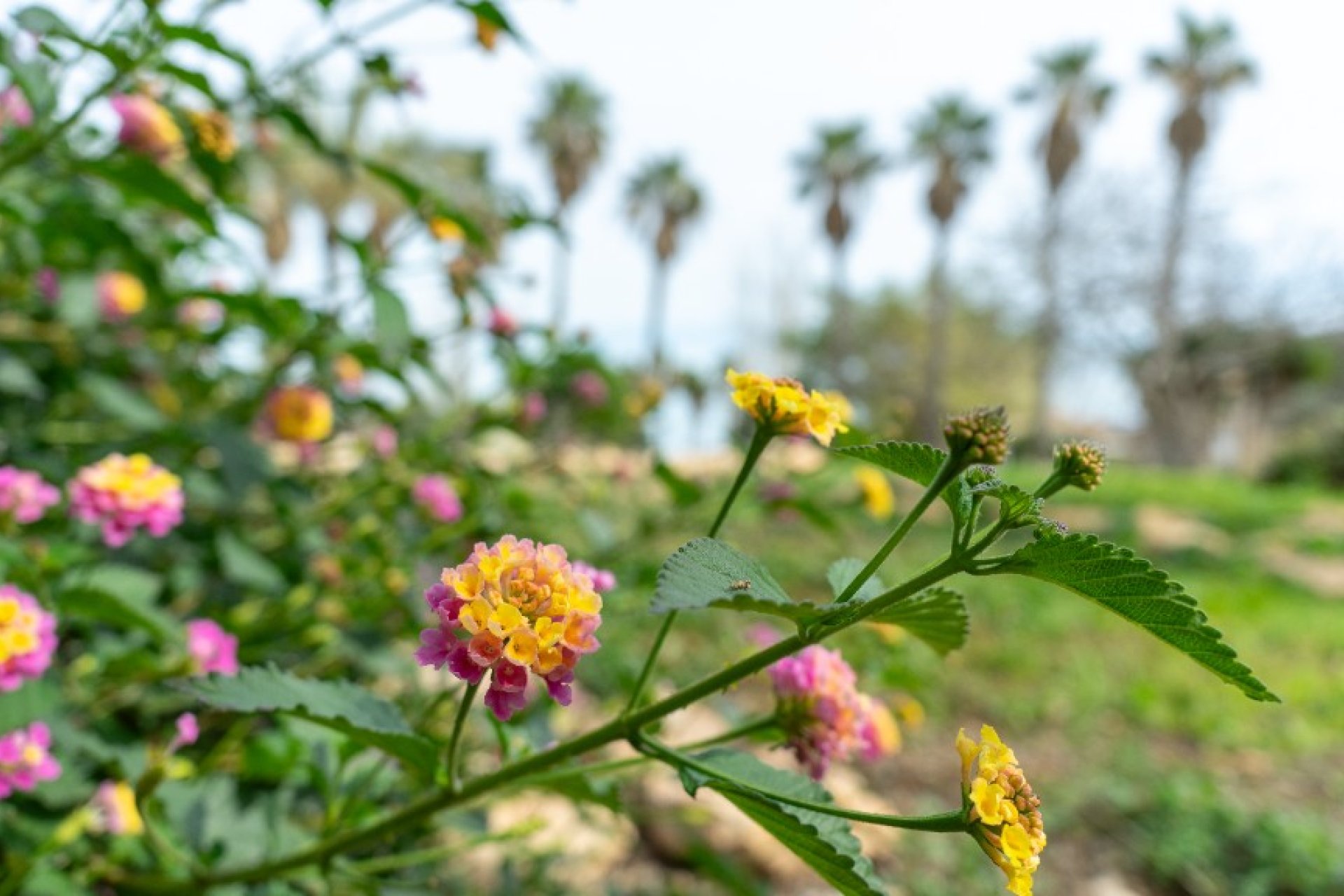 Rynek Wtórny - Willa - Torrevieja - Los Altos