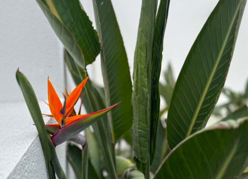 Rynek Wtórny - Willa - Torrevieja - Los Balcones - Los Altos del Edén