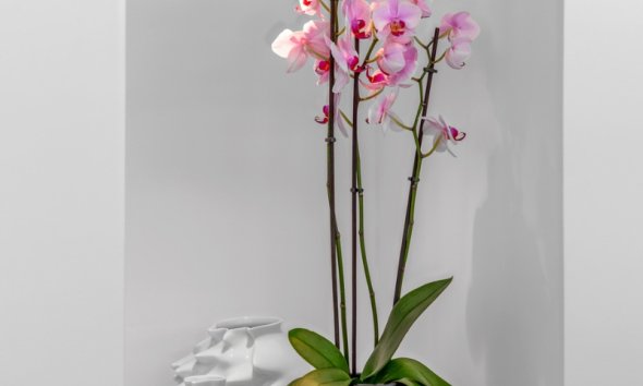 Resale - Villa - Guardamar del Segura - Guardamar Del Segura