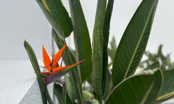 Resale - Villa - Torrevieja - Los Balcones - Los Altos del Edén