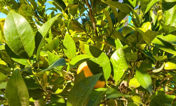 Resale - Villa - Orihuela Costa - La Zenia