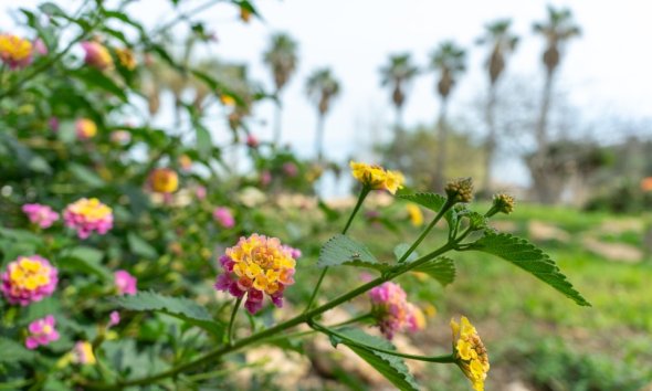 Resale - Villa - Torrevieja - Los Altos