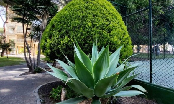 Resale - Apartment - Orihuela Costa - Dehesa De Campoamor