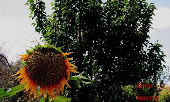 Resale - Farm Estate / Country Property - Murcia