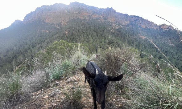 Resale - Farm Estate / Country Property - Murcia