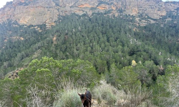 Resale - Farm Estate / Country Property - Murcia