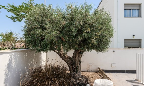 Reventa - Apartamento - Torre de la Horadada