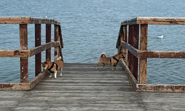 Resale - Terraced house / Townhouse - San Pedro del Pinatar - Los Antolinos