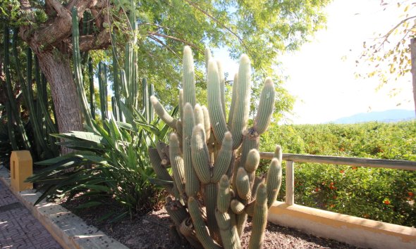 Resale - Farm Estate / Country Property - Murcia - Costa Blanca