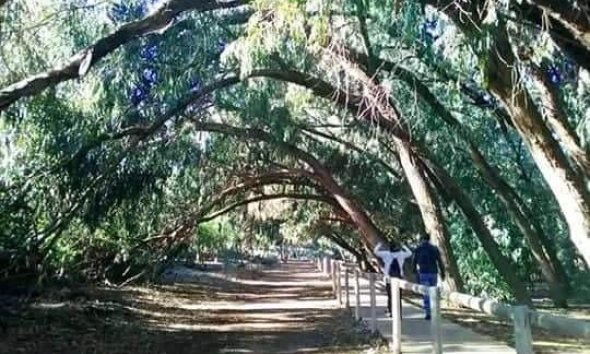 Obra nueva - Bungalow - Torrevieja