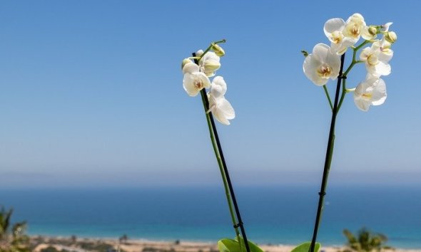 Obra nueva - Apartamento - Santa Pola