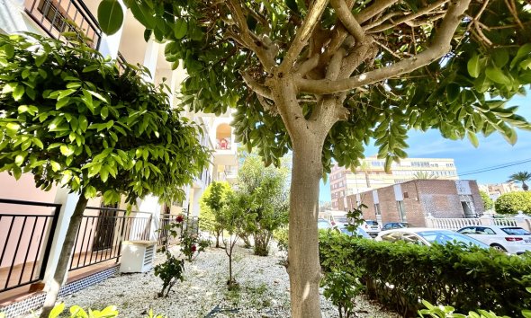 Reventa - Apartamento - Torrevieja