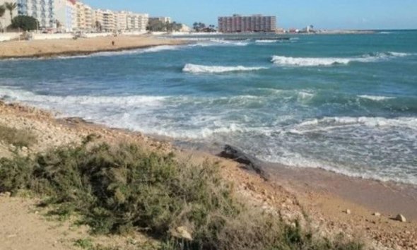 Rynek Pierwotny - Apartament - Torrevieja