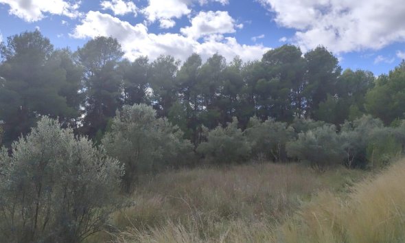 Resale - Land - Moratalla